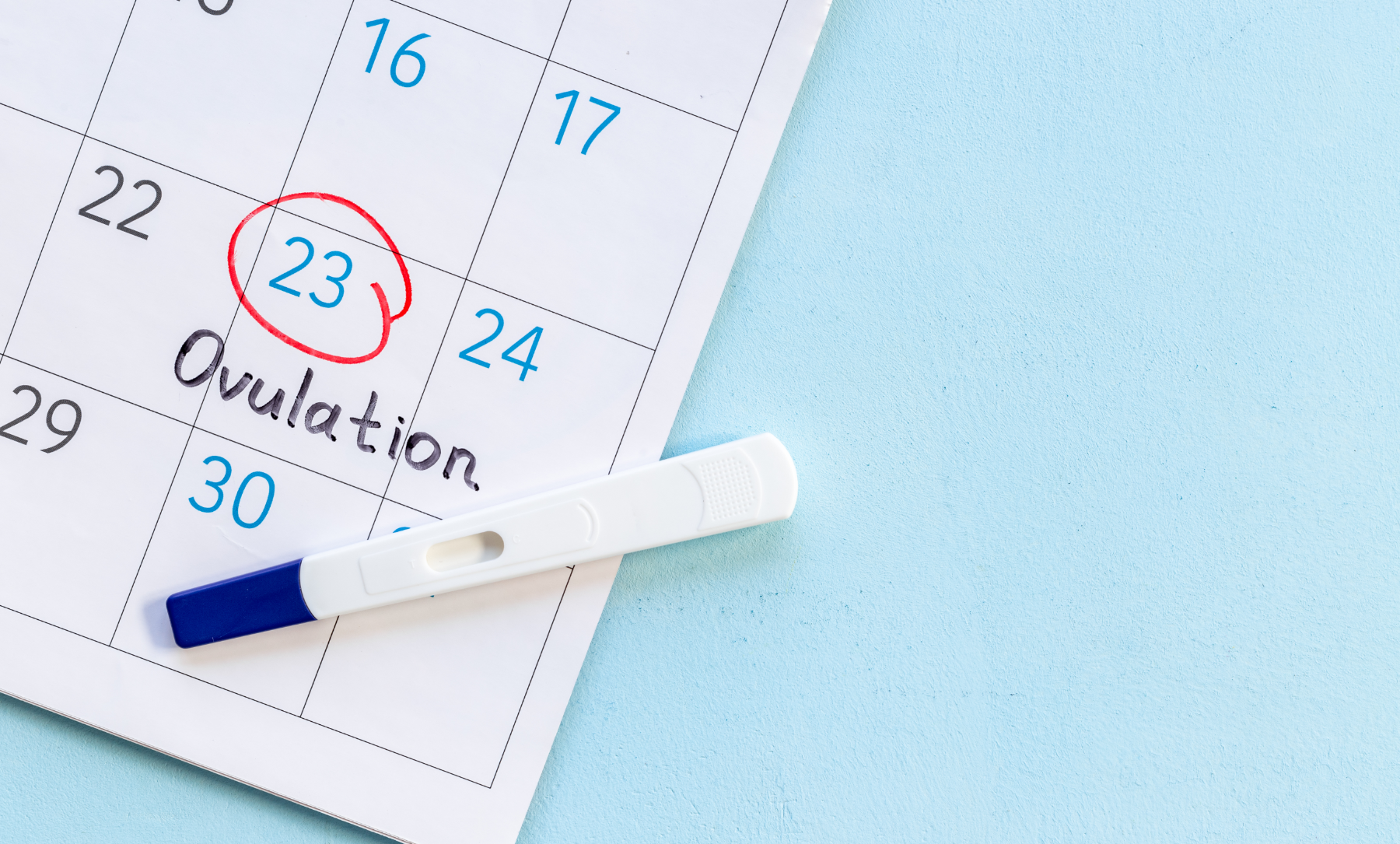 Ovulation Explained